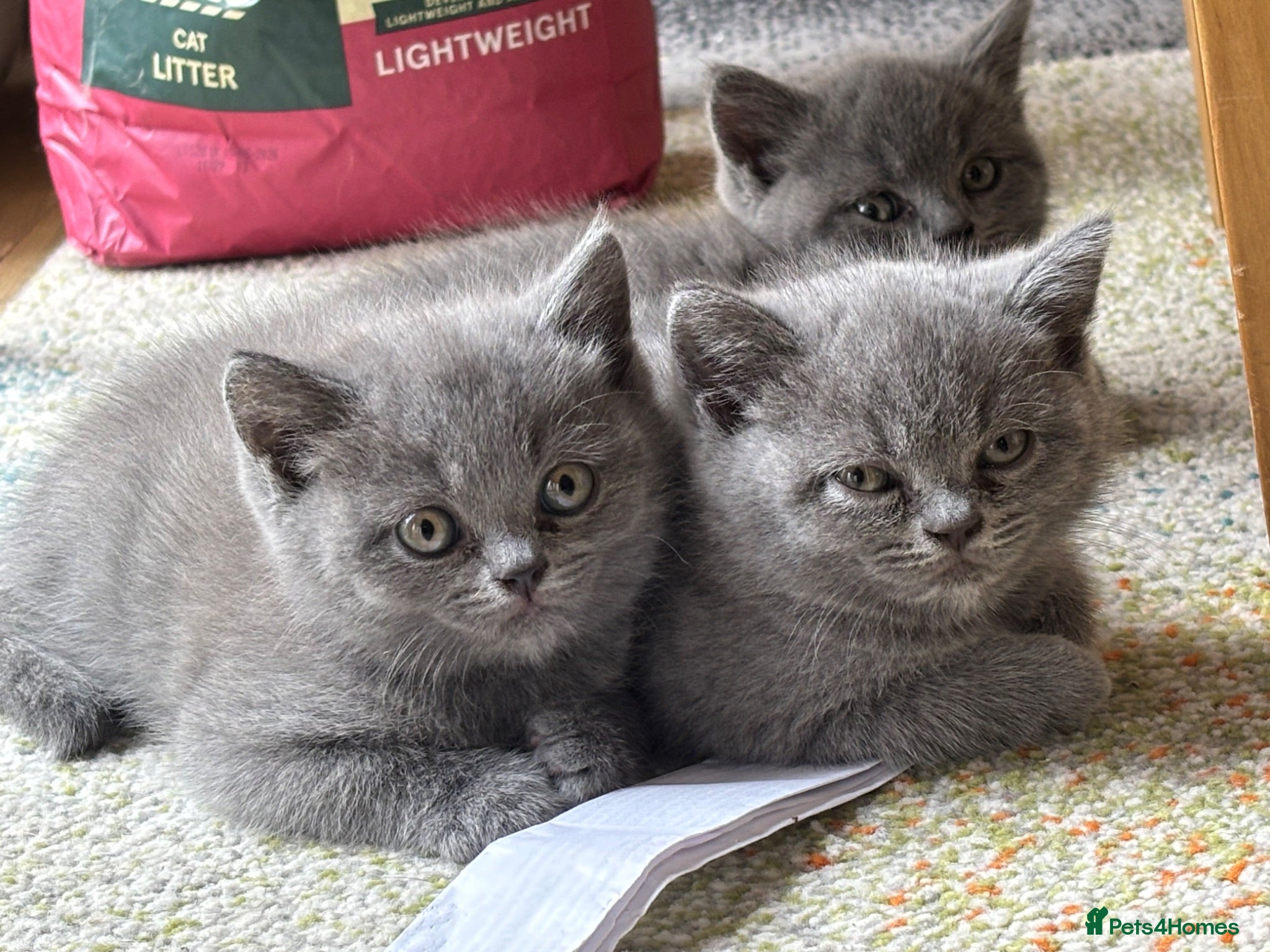 British Shorthair cats 3 stunning BSH Kittens  - Advert 1