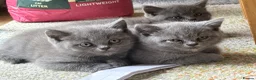 British Shorthair cats for sale: 3 stunning BSH Kittens  - Advert 1