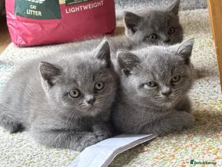 British Shorthair cats 3 stunning BSH Kittens - Advert 1
