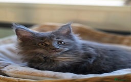 Maine Coon cats for sale: Two beautiful blue smoked mainecoon girls 4 sale  - Image 10