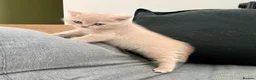 British Shorthair cats for sale: Pure breed registered kittens - Advert 8