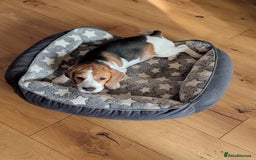 Beagle dogs for sale: Adorable Tricolour Female Beagle for sale  - Image 5