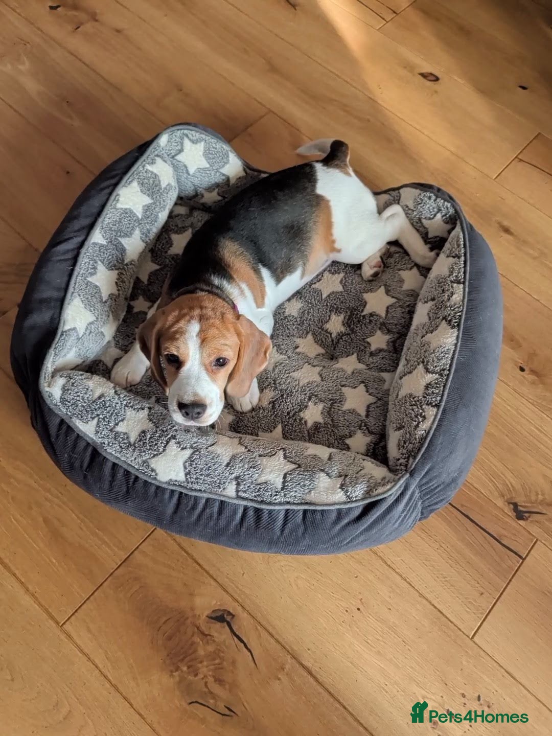 Beagle dogs for sale: Adorable Tricolour Female Beagle for sale  - Image 5
