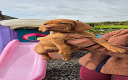 Hungarian Vizsla dogs for sale: Stunning litter KC registered Hungarian Puppy's  - Image 1