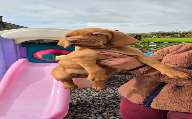 Hungarian Vizsla dogs - Advert 6