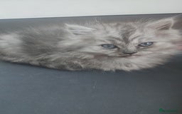 Persian cats for sale: Persian kittens for sale - Image 28