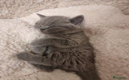 British Shorthair cats for sale: Beautiful kittens british shorthair  - Image 5