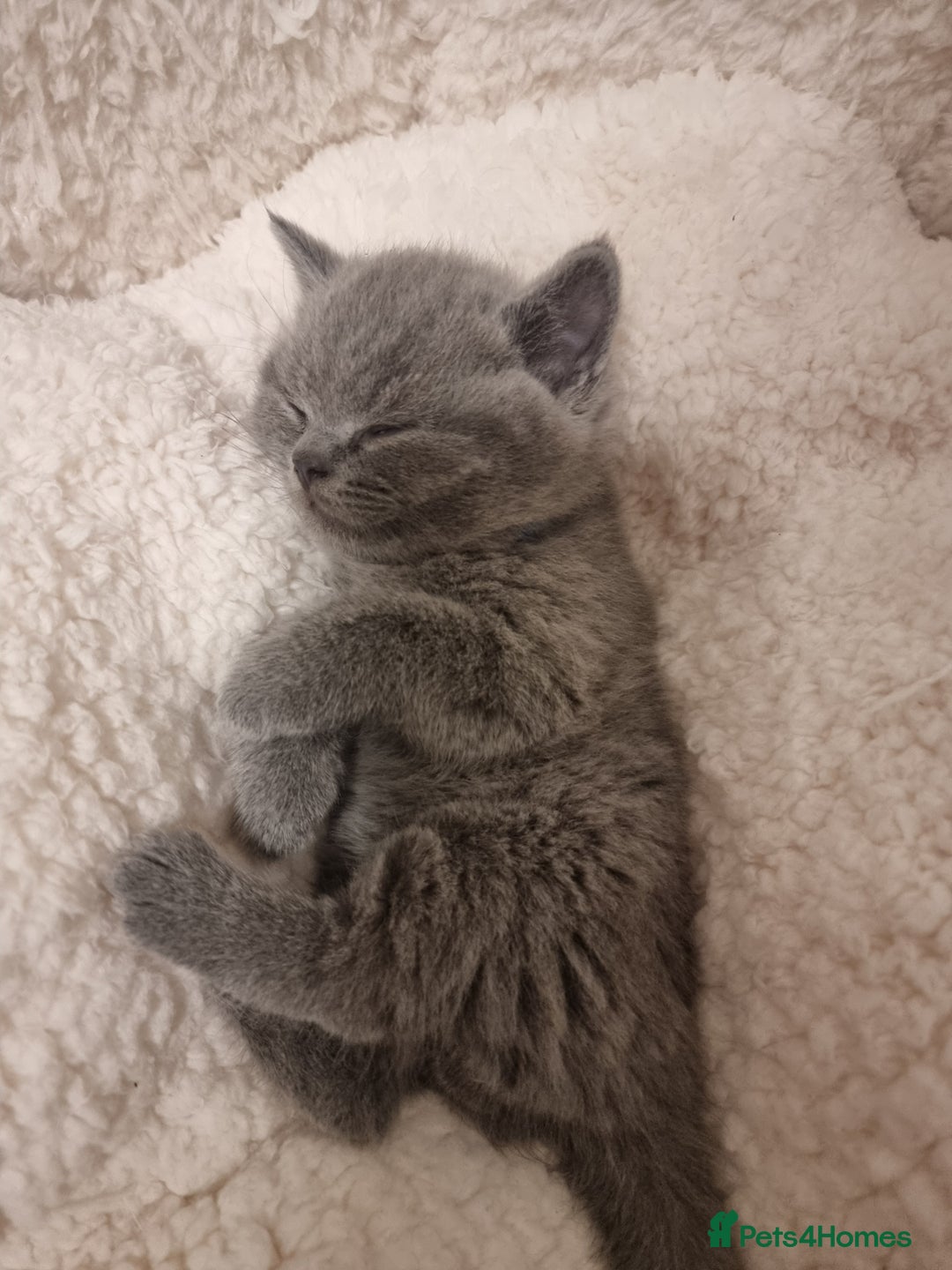 British Shorthair cats for sale: Beautiful kittens british shorthair  - Image 5