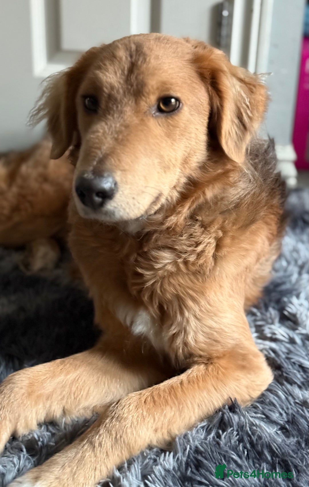 Mixed Breed dogs for adoption: Sweet Nathan Is looking for Love  - Image 13