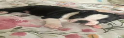 Boston Terrier dogs for sale: 3 female Boston Terrier ready to go - Advert 9