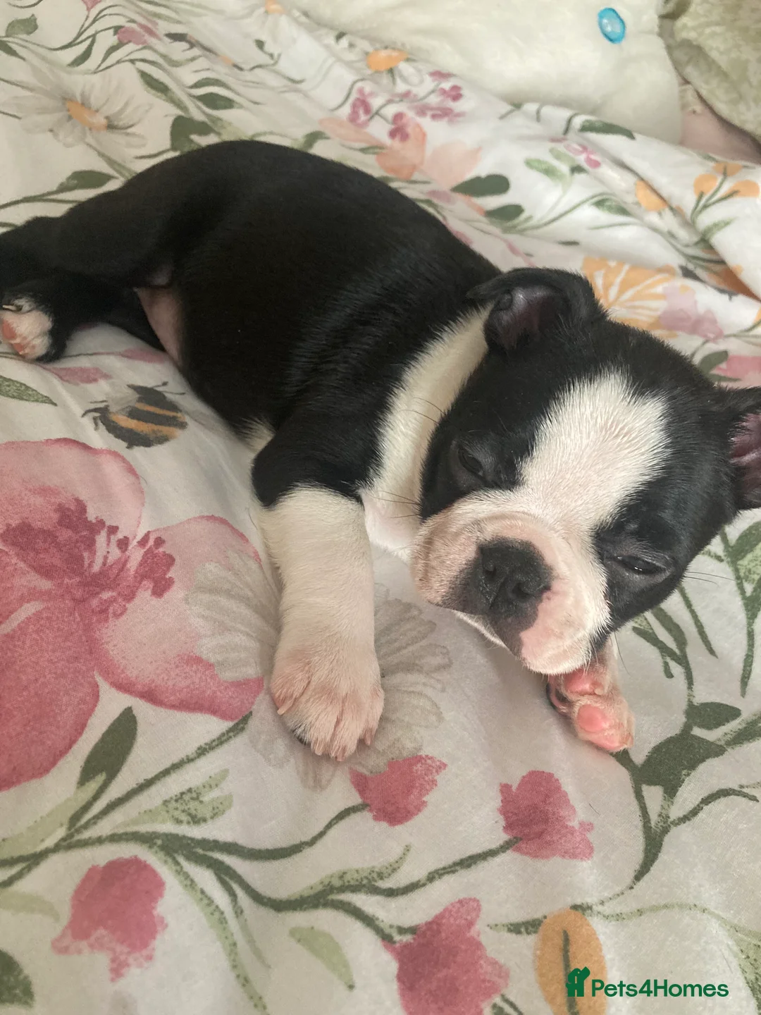 Boston Terrier dogs for sale: 3 female Boston Terrier ready to go - Advert 9