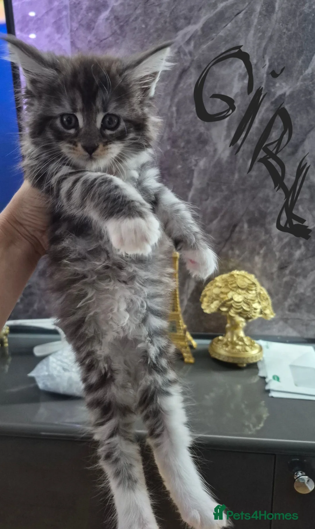 Maine Coon cats for sale: Beautiful Maine coon kitten girls  - Advert 10