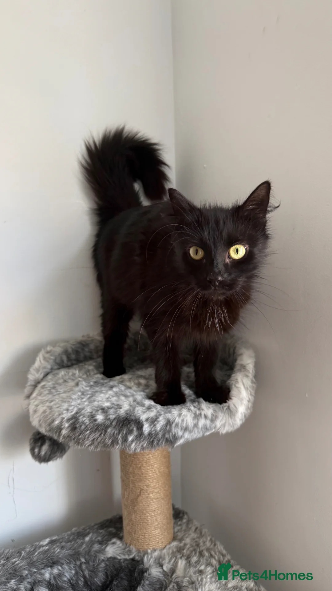 Mixed Breed cats for sale: Female Cat  - Advert 2