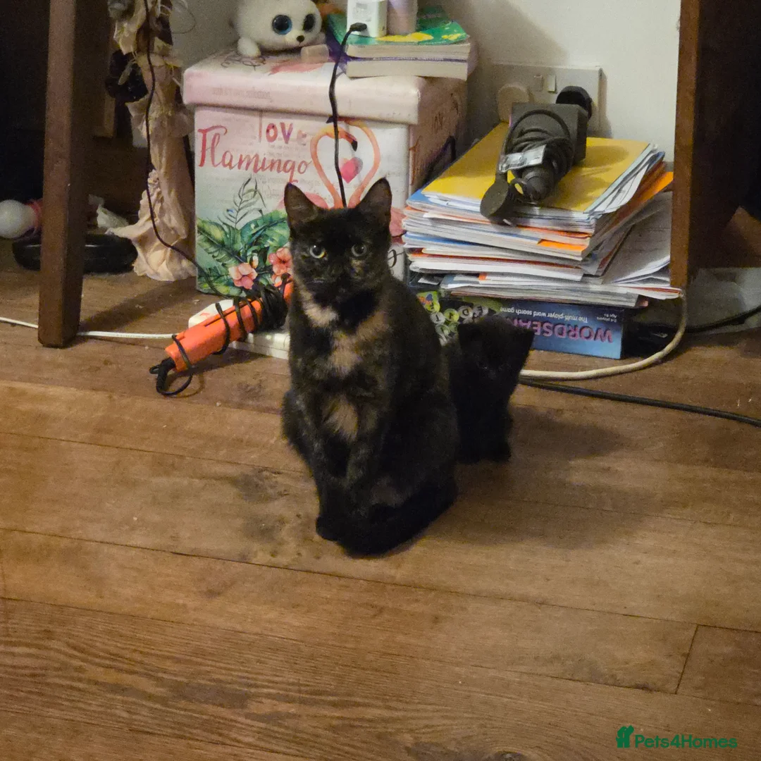 Mixed Breed cats for sale: Bengal-X Kittens  - Advert 19