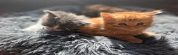 Mixed Breed cats for sale: Stunning kittens - Advert 5