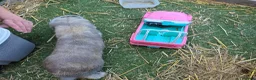 Mixed Breed rabbits for sale: Baby rabbits - Advert 6