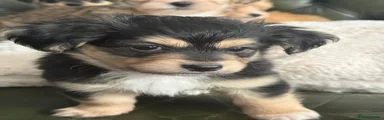 Puppy 1