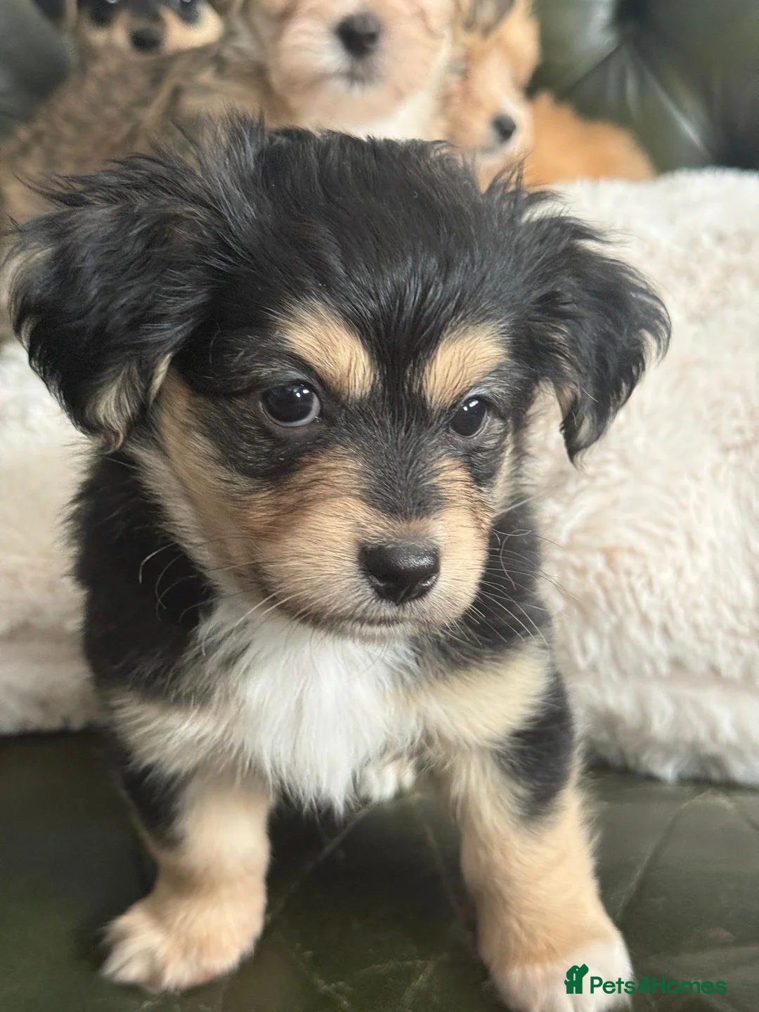 Mixed Breed dogs for sale: Maltese x JackChi puppies - almost ready to go - Advert 10