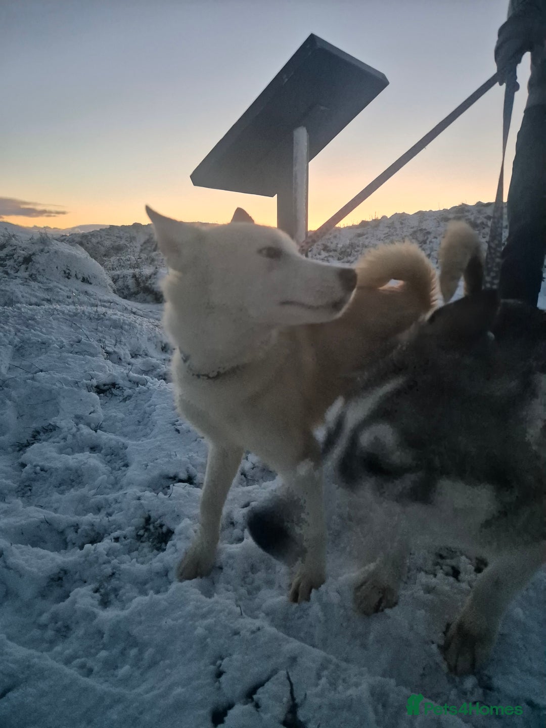 Siberian Husky dogs for sale: Beautiful Husky Looking for Their Forever Homes - Advert 4