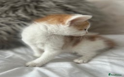 British Shorthair cats for sale: 4 Beautiful babies looking for there forever homes - Image 14