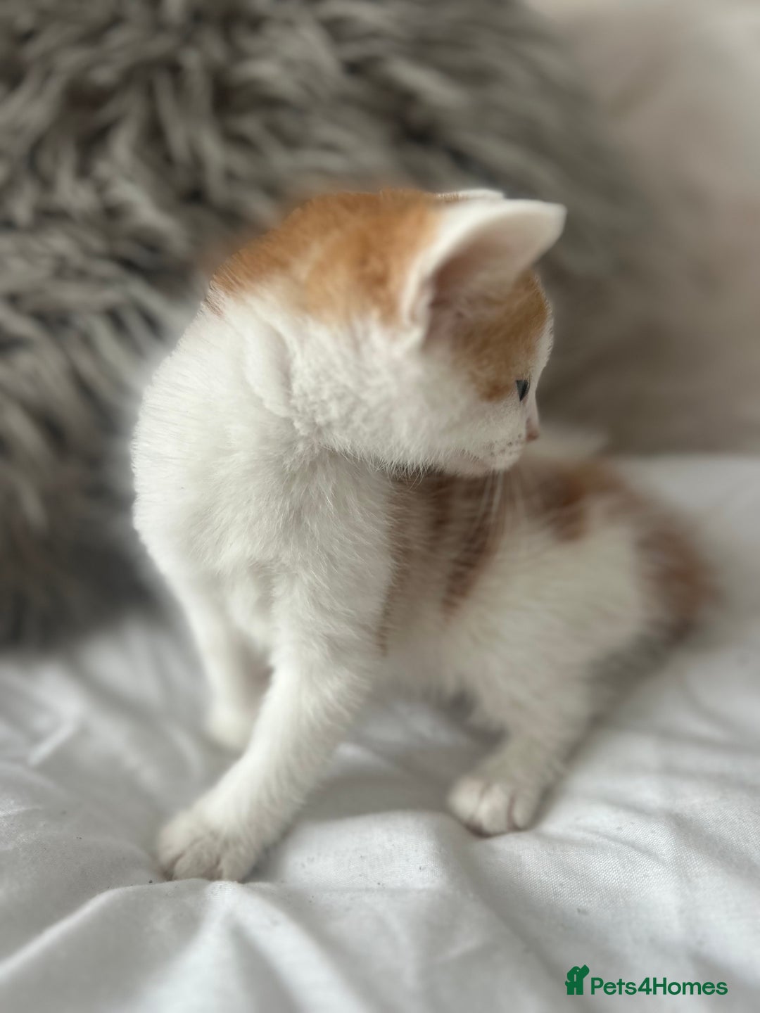 British Shorthair cats for sale: 4 Beautiful babies looking for there forever homes - Image 14