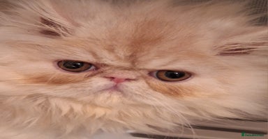 Persian cats - Advert 10