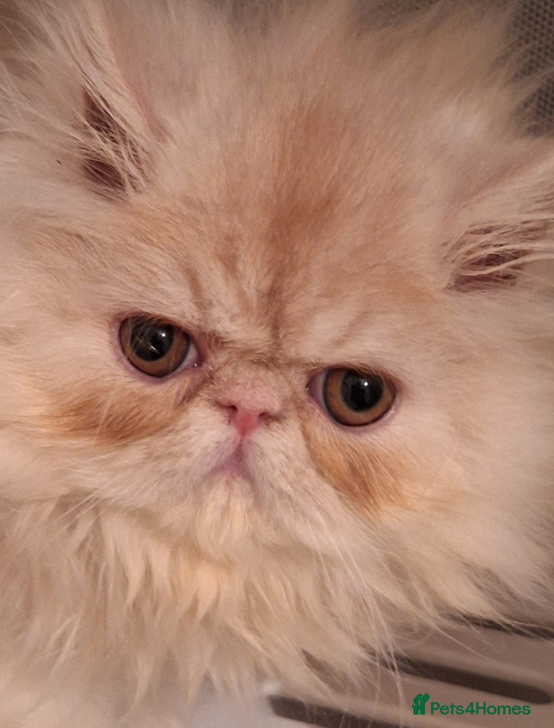 Persian cats for sale: 1  beautiful  stunning male persian available  - Advert 10