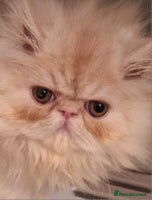 Persian cats - Advert 12