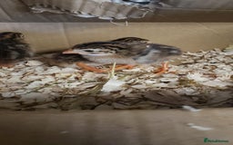 Chickens poultry for sale: 6 Pearl Guinea Fowl Chicks/Adult French Meat - Image 1