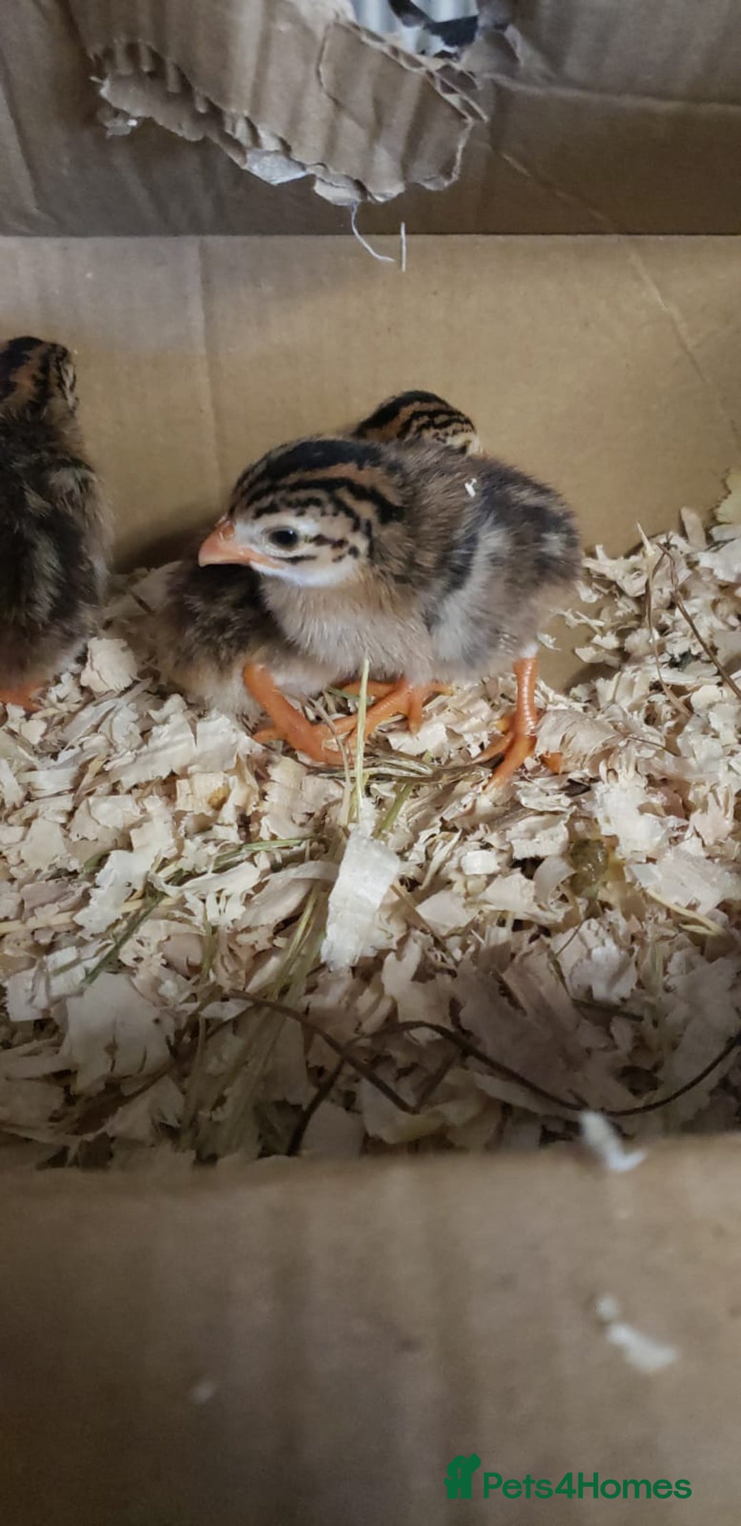 Chickens poultry for sale: 6 Pearl Guinea Fowl Chicks/Adult French Meat - Image 1