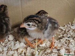 Chickens poultry - Advert 12