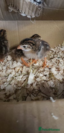 Chickens poultry - Advert 11