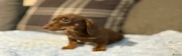 Miniature Dachshund dogs for sale: 3 puppies ready to leave  - Advert 7