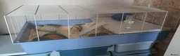 Hamster rodents for sale: Syrian Hamster  - Advert 3