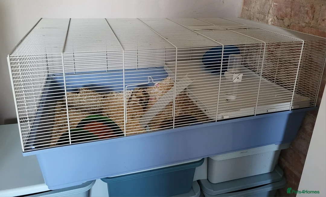Hamster rodents for sale: Syrian Hamster  - Advert 3