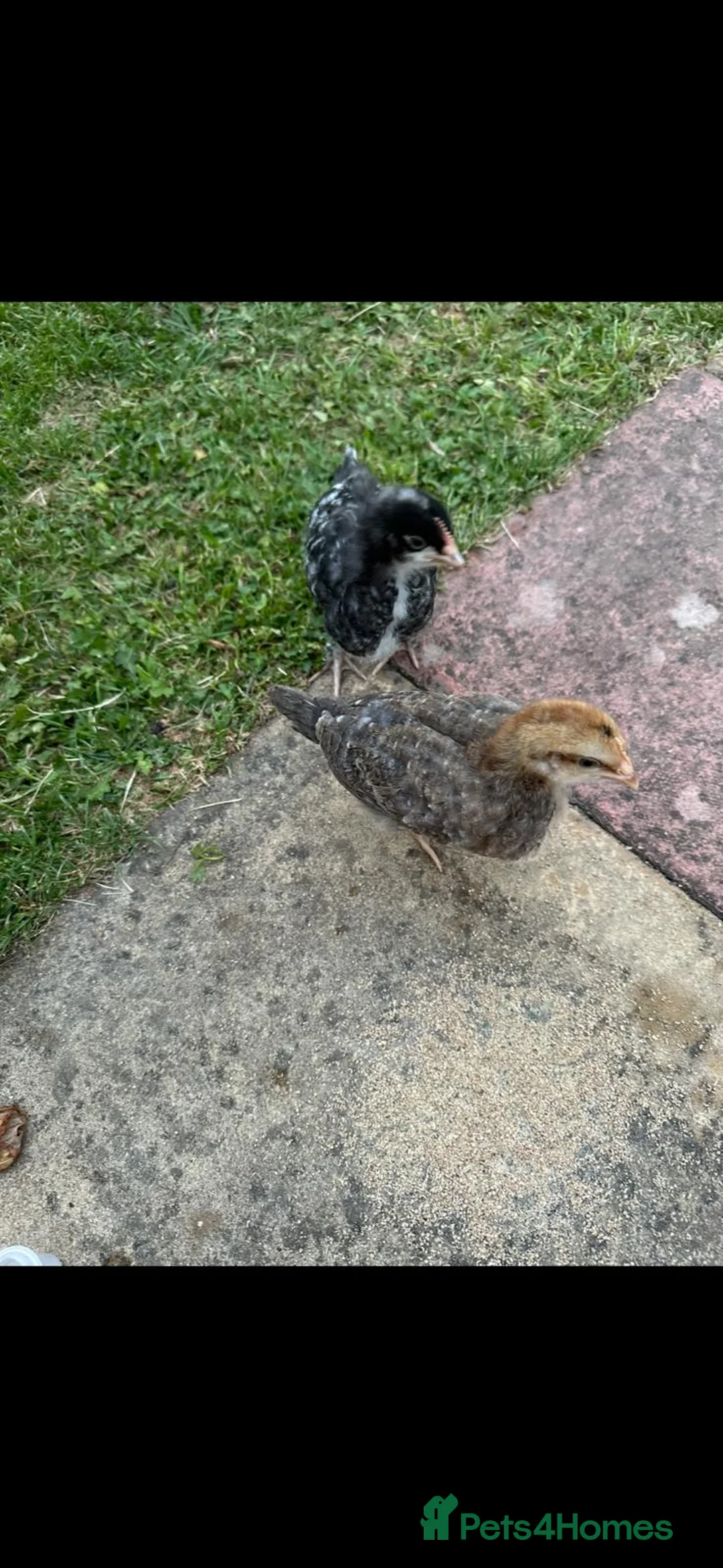 Mixed Breed poultry for sale: Chicks in Ilford - Advert 3