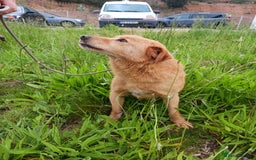 Mixed Breed dogs for adoption: Max   - Image 2