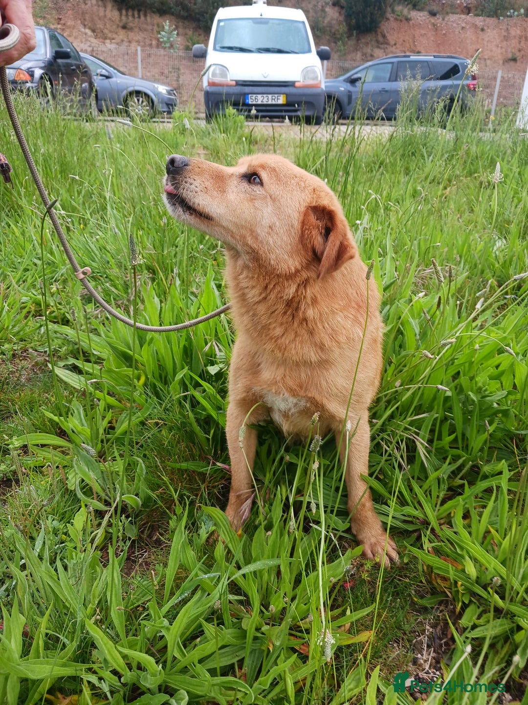 Mixed Breed dogs for adoption: Max   - Image 2