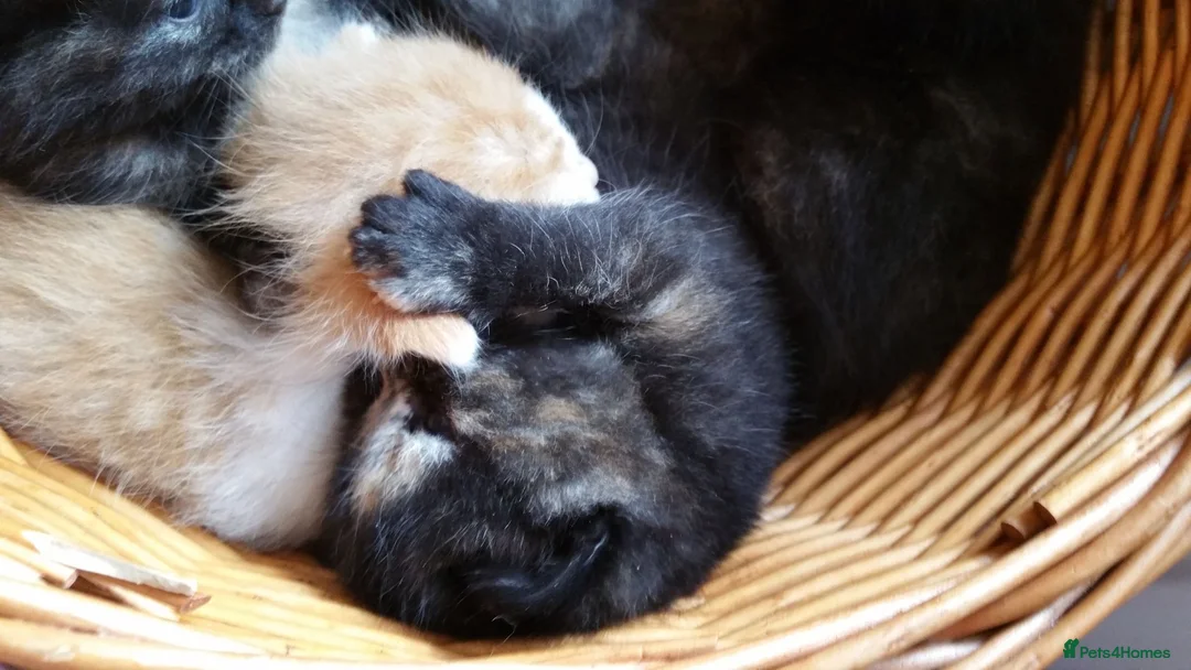 Mixed Breed cats for sale: Pretty Litter of Mixed Breed Kittens 🐱 - Advert 8