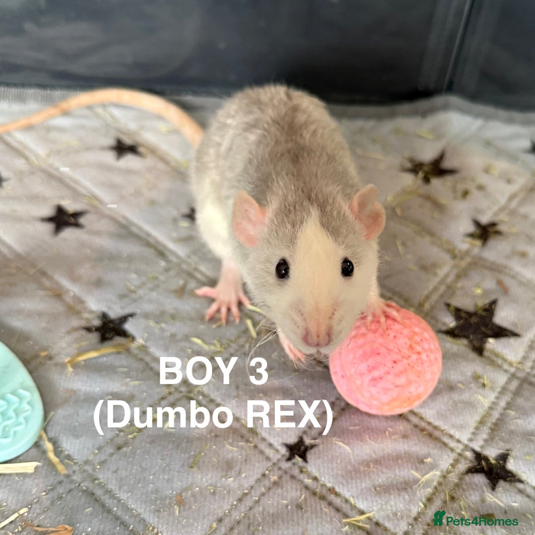 Rat rodents for sale: Baby Rats - Dumbo & Rex  - Image 8