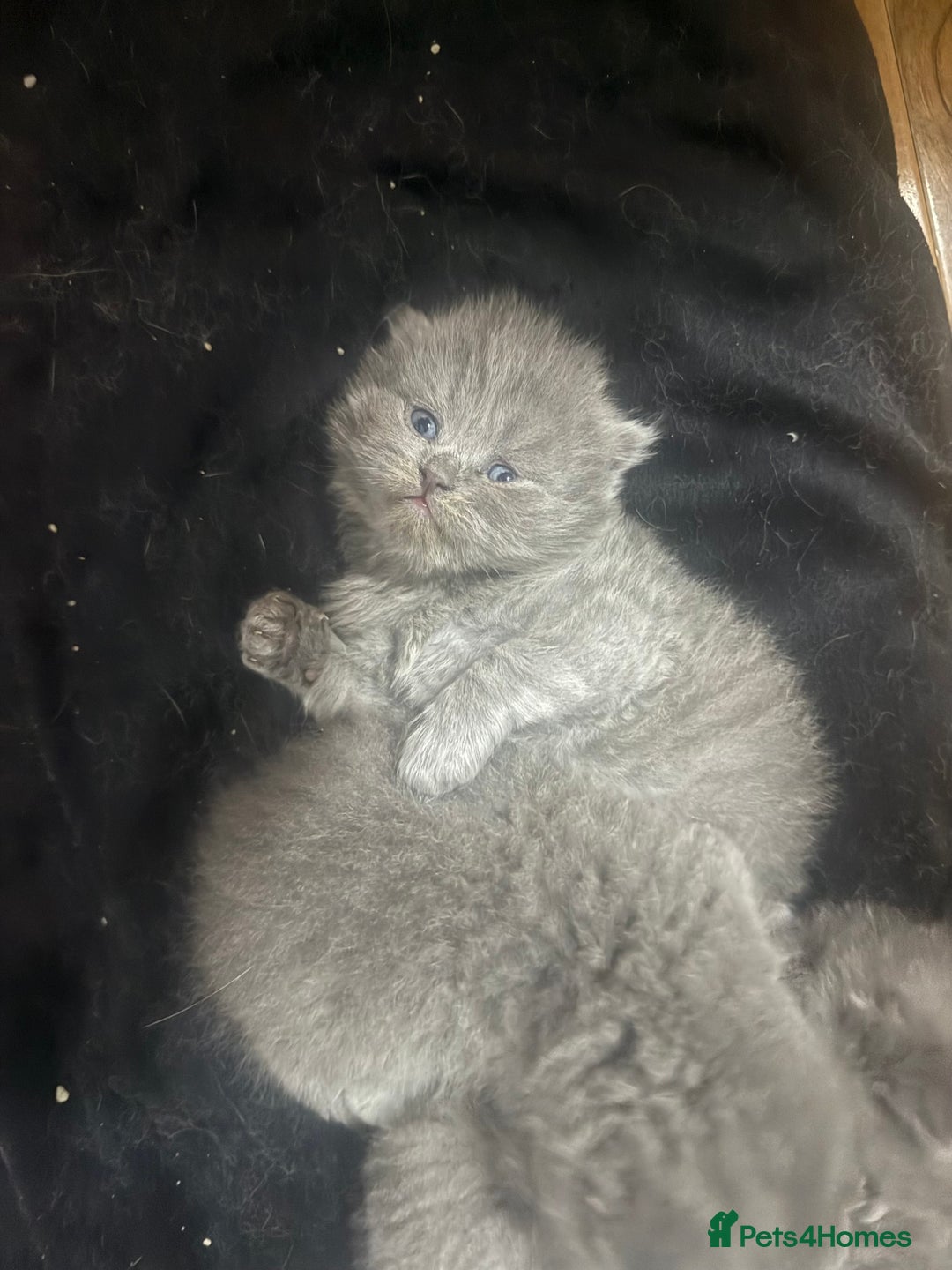 Scottish Fold cats for sale: Scottish fold kittens  - Advert 29