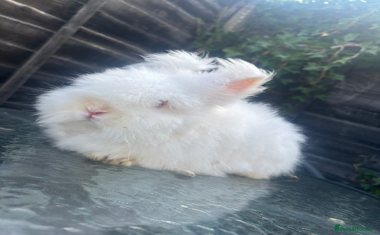 Lionhead rabbits - Advert 1