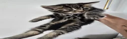 Mixed Breed cats for sale: Beautiful kittens - Advert 13