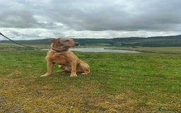 Labrador Retriever dogs for sale: Carefully & selectively bred, versatile pets, FTCH - Image 1