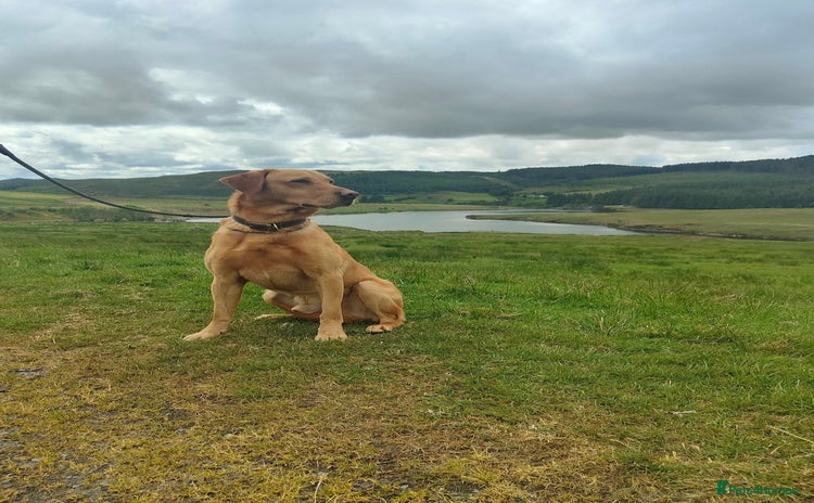 Labrador Retriever dogs - Advert 16