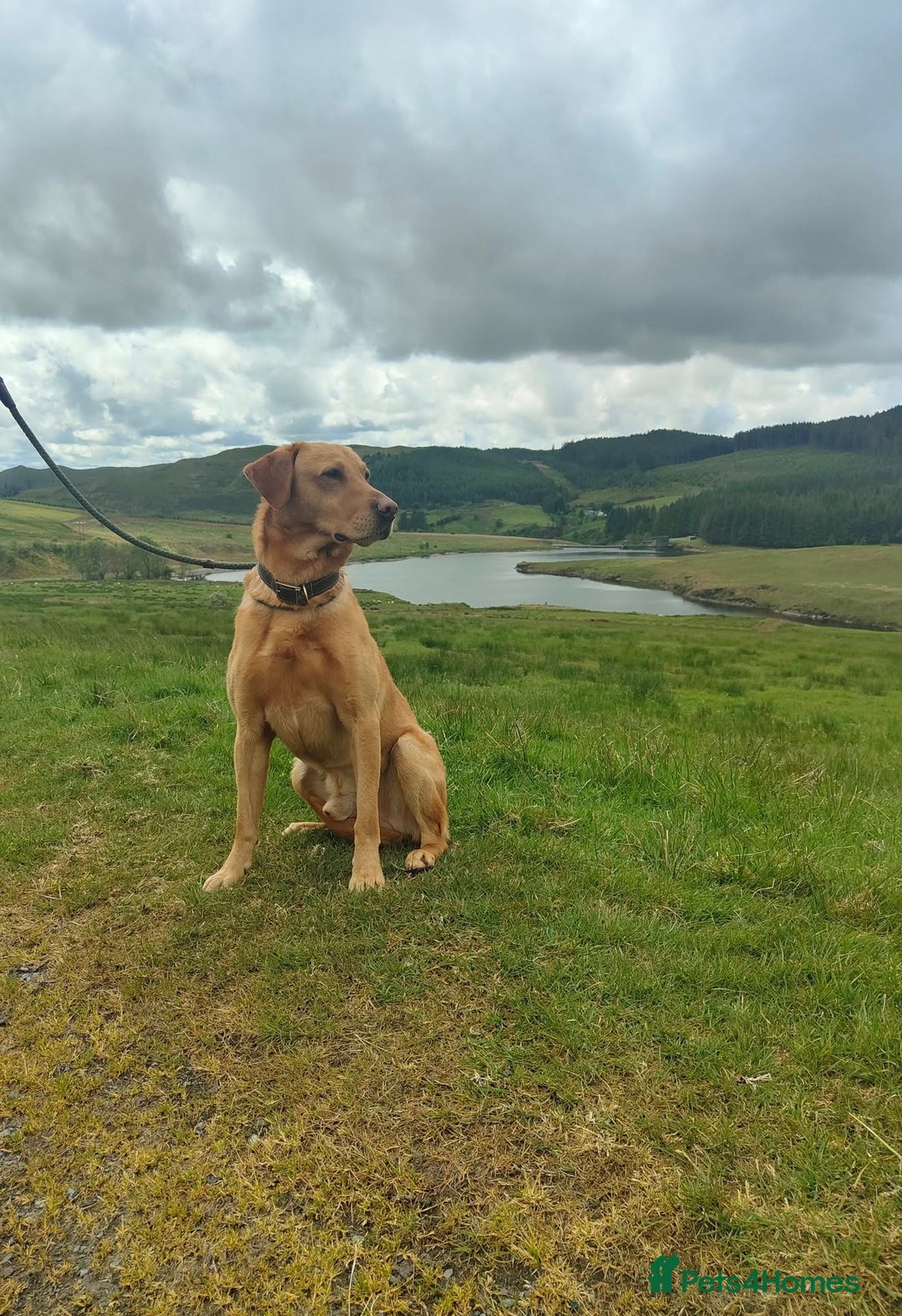Labrador Retriever dogs for sale: Carefully & selectively bred, versatile pets, FTCH - Image 1