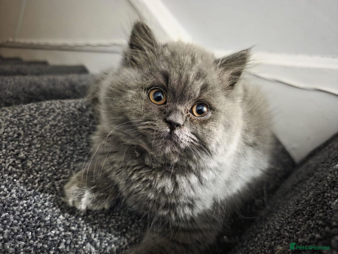 British Longhair cats for sale: British long hair x long hair  - Image 2