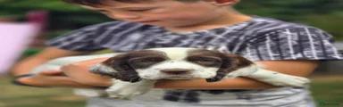 Mixed Breed 3