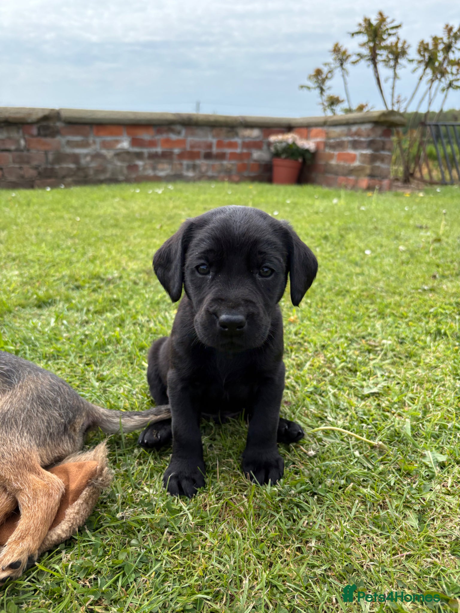 Labrador Retriever dogs Quality KC Black Labrador Puppies - Advert 18