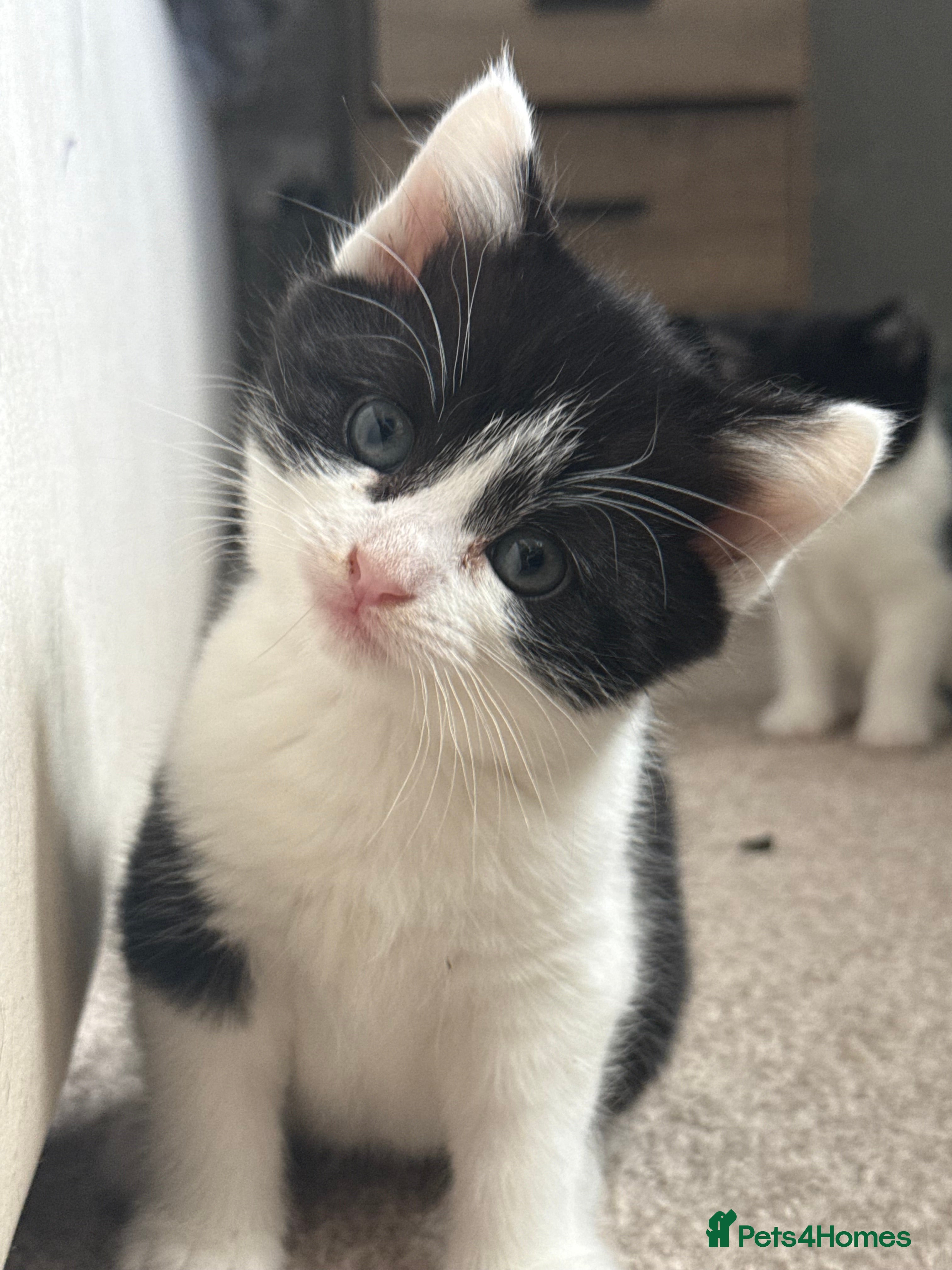 Domestic Shorthair cats Kittens for sale £50 - Advert 17